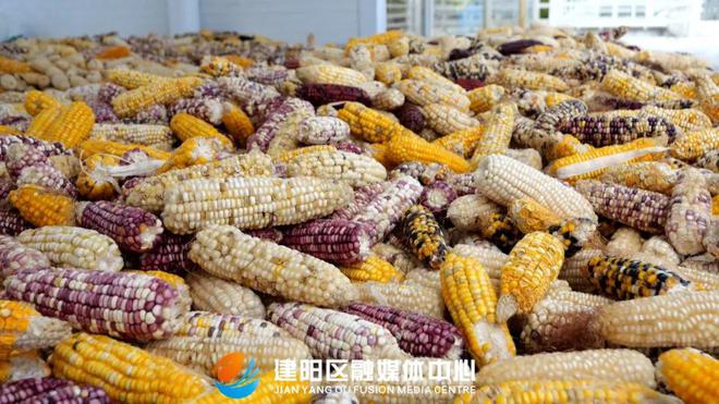 晓富种业：向新而行把数字科技运用到乡间田野(图6)