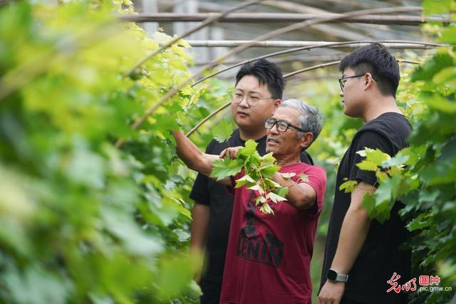 直播助农、健康义诊、扮靓街巷……青年学子暑期返乡服务桑梓(图6)