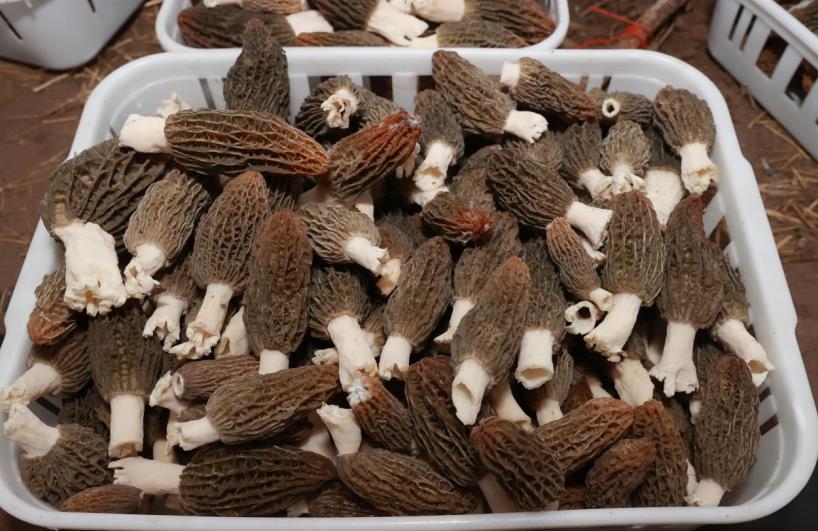 安徽泗县东风村：羊肚菌“种”出好“钱”景(图2)