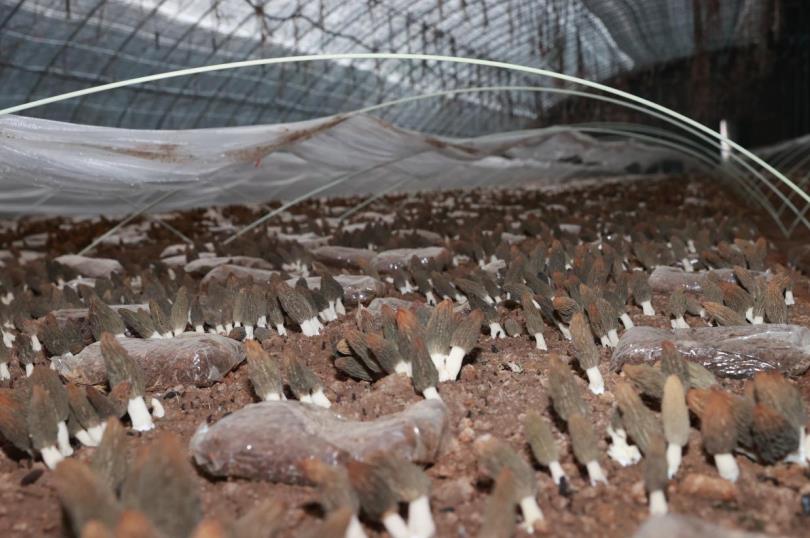 安徽泗县东风村：羊肚菌“种”出好“钱”景