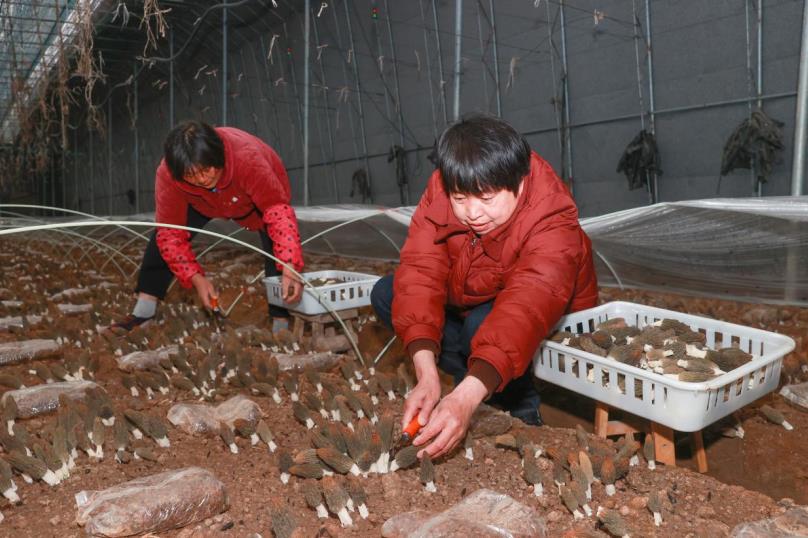 安徽泗县东风村：羊肚菌“种”出好“钱”景(图3)