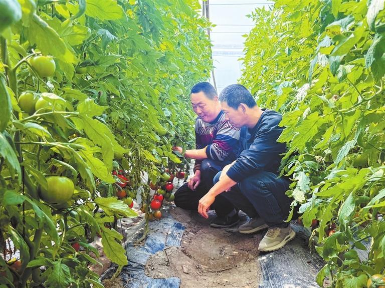 河西走廊逐春光戈壁绿洲绘新景